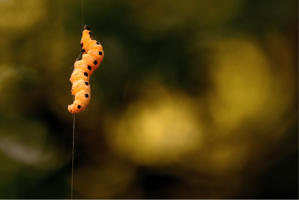 The Wax Moth Larva