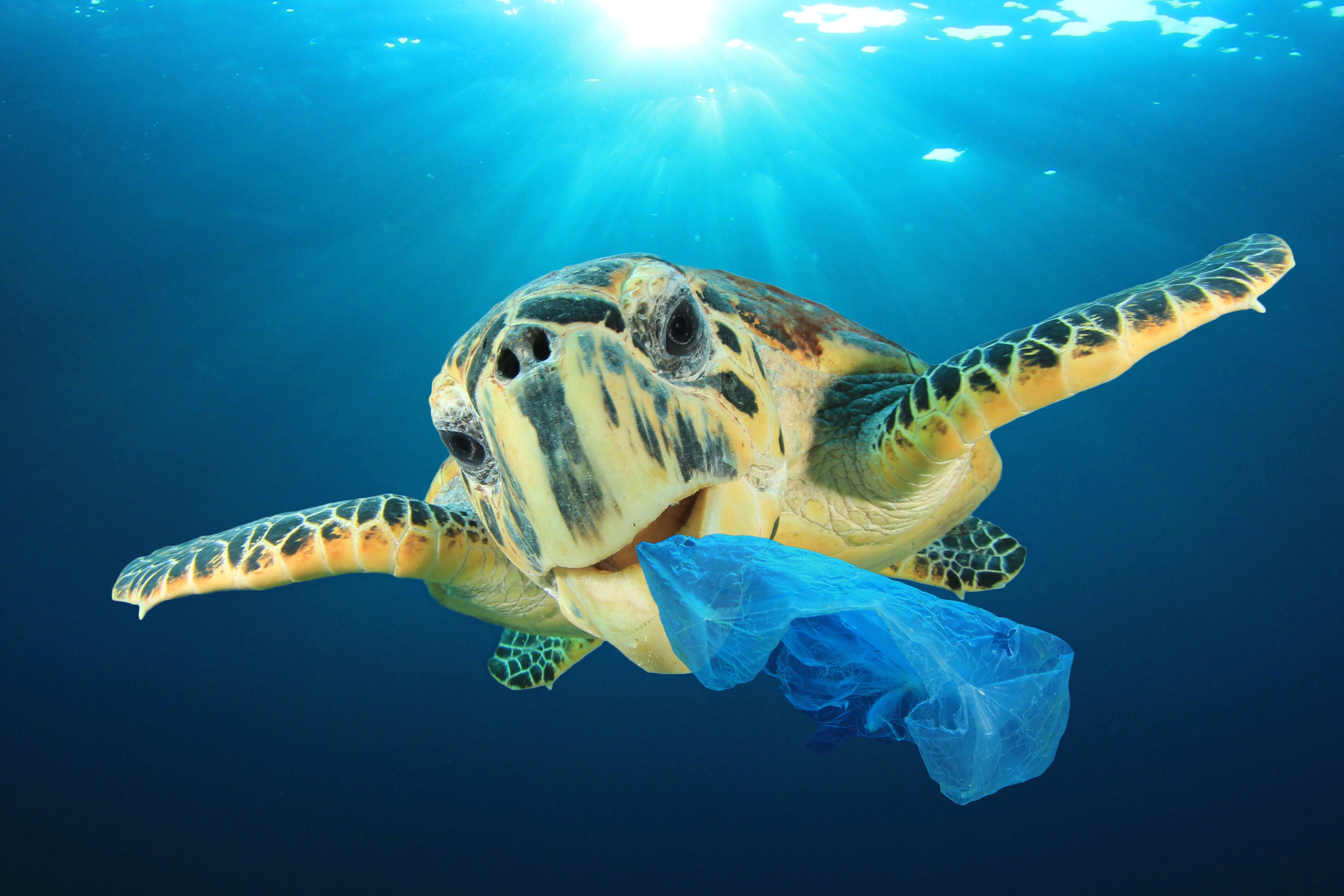 Sea Turtle eating plastic bag