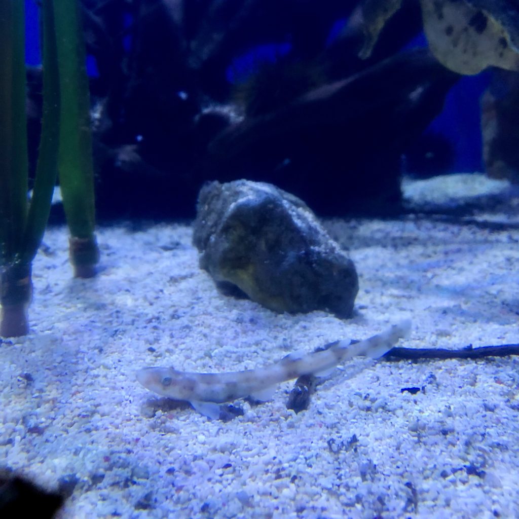 Baby Shark